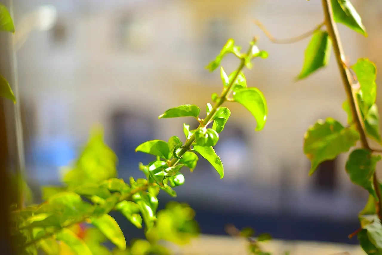 The Burrow Guest House Tarxien